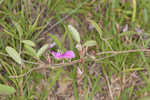 Eastern milkpea